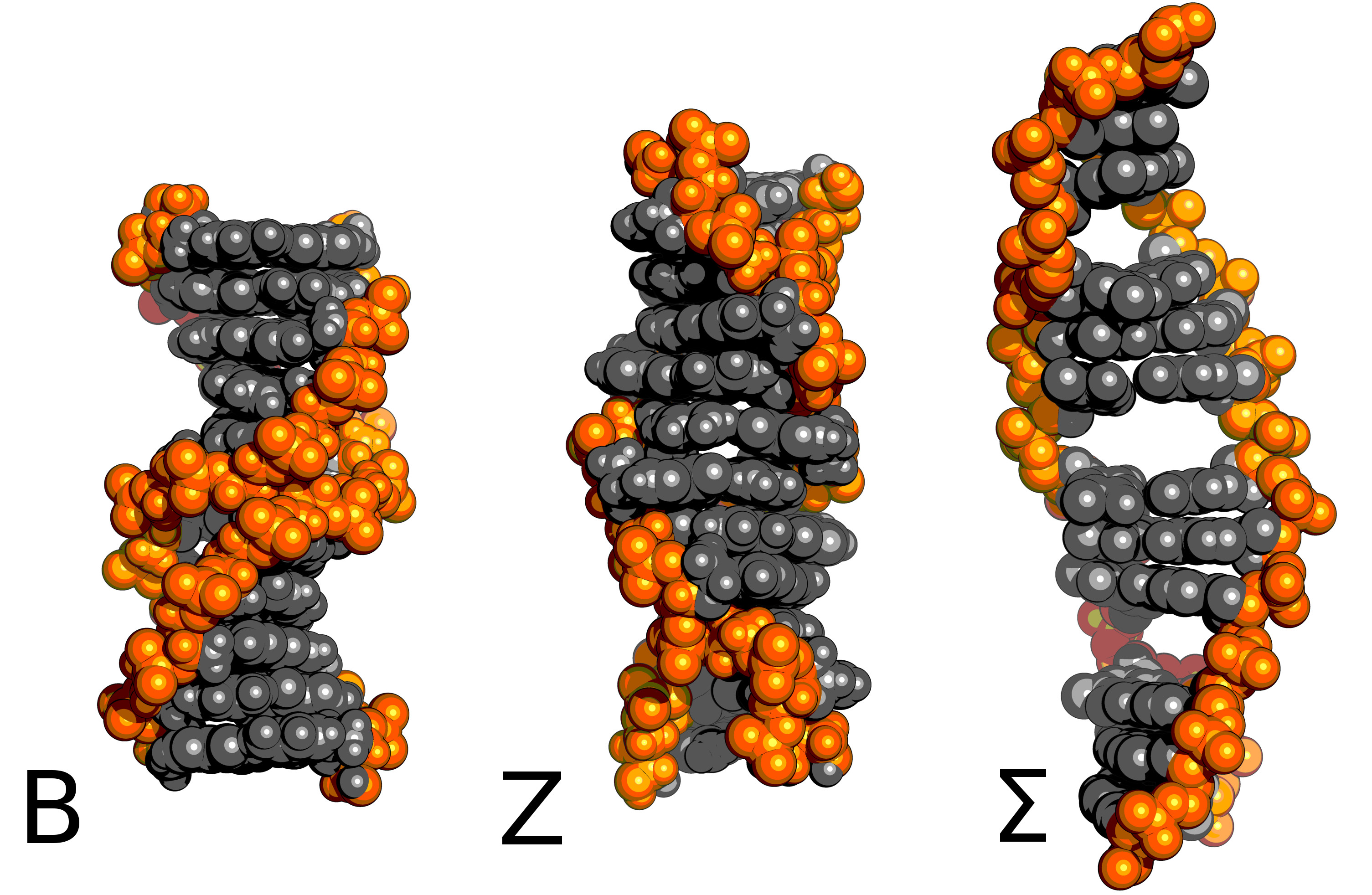 DNA changes twist and structure under tension